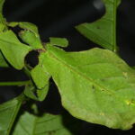 Phyllium giganteum or leaf insects. Their sophisticated camouflage makes them nearly impossible to distinguish from actual leaves. Image by <a href="https://www.flickr.com/photos/berniedup/" target="_blank" rel="noopener"> Bernard Dupont,</a> 2013. A giant leaf insect sits on a plant and is nearly impossible to distinguish from the other leaves.