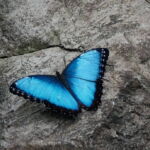 A Blue Morpho butterfly rests on a rock. Image by <a href="https://www.flickr.com/photos/rkramer62" target="_blank" rel="noopener">Rachel Kramer,</a> 2014. A Blue Morpho butterfly rests on a rock. Image by Rachel Kramer.