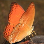 Common Leopard Butterfly. Image by <a href="https://www.flickr.com/photos/gbohne/" target="_blank" rel="noopener">Guido Bohne,</a> 2011. A bright orange common leopard butterfly sips sweat from a sandal.