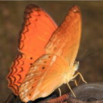 Common Leopard Butterfly. Image by <a href="https://www.flickr.com/photos/gbohne/" target="_blank" rel="noopener">Guido Bohne,</a> 2011. A bright orange common leopard butterfly sips sweat from a sandal.