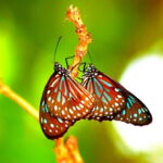 Dark Blue Tiger Butterfly. Image by <a href="https://www.flickr.com/people/dany13/" target="_blank" rel="noopener">Dany13,</a> 2013. Two Dark Blue Tiger Butterflies rest on a branch.