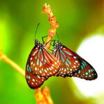 Dark Blue Tiger Butterfly. Image by <a href="https://www.flickr.com/people/dany13/" target="_blank" rel="noopener">Dany13,</a> 2013. Two Dark Blue Tiger Butterflies rest on a branch.
