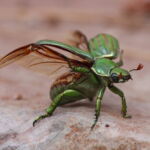 Jewel Scarab. Image by <a href="https://www.flickr.com/photos/kishlc/" target="_blank" rel="noopener">Carla Kishinami,</a> 2011. A jewel scarab beetle spreads its wings.