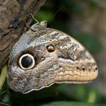 Owl Butterfly. Image by <a href="https://www.flickr.com/photos/stevecorey/" target="_blank" rel="noopener">Steve Corey,</a> 2010. An owl butterfly rests with its wings closed. The spots on its wings look like an Owl's eye.