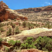 Looking out from one of the many cliff dwellings found in the canyons cutting through Cedar Mesa. A panoramic photograph inside a desert canyon with trees.