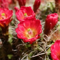 A hedgehog cactus in bloom. A photograph of a cactus flower.