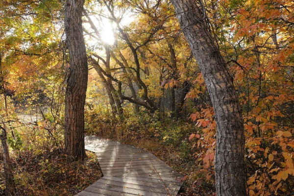 Fall foliage surrounds a boardwalk in Bear Creek Regional Park, Colorado Springs, Colorado. Fall foliage surrounds a boardwalk in Bear Creek Regional Park, Colorado Springs, Colorado.