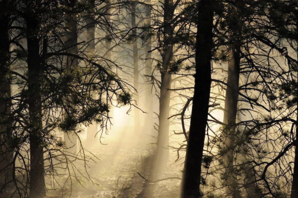 Mist rises from the ground after a violent hailstorm near Colorado Highway 67. Mist rises from the ground after a violent hailstorm near Colorado Highway 67.