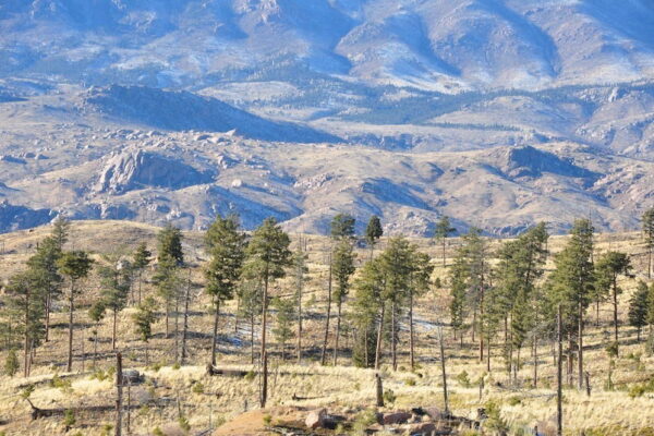 An isolated grove of ponderosa trees that survived the Hayman Fire stands in the middle of the burn area. An isolated grove of ponderosa trees that survived the Hayman Fire stands in the middle of the burn area.