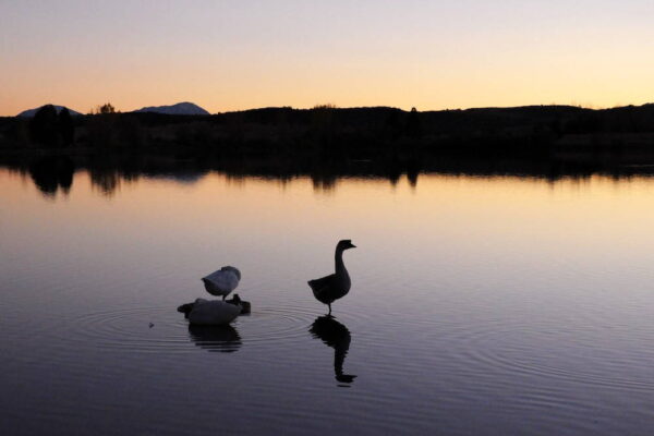 Geese stand in a lake at twilight in Colorado City, Colorado. Photograph by Brenna Swift. Two geese stand in shallow water at sunset