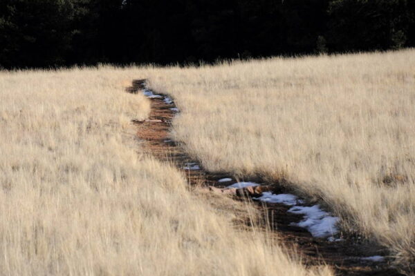Late afternoon sunlight illuminates a trail in Florissant Fossil Beds National Monument. Late afternoon sunlight illuminates a trail in Florissant Fossil Beds National Monument.
