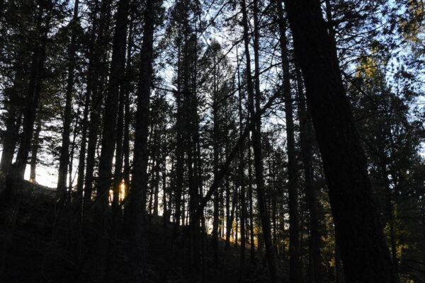 Trees are silhouetted against late afternoon sunlight at Florissant Fossil Beds National Monument. Trees are silhouetted against late afternoon sunlight at Florissant Fossil Beds National Monument.