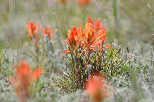 Indian Paintbrush flowers grow amidst sage near the Tarryall Mountains. Indian Paintbrush flowers grow amidst sage near the Tarryall Mountains.