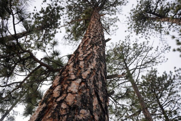 An upward view of ponderosa pine trees in Pike National Forest near Woodland Park, Colorado. An upward view of ponderosa pine trees in Pike National Forest near Woodland Park, Colorado.