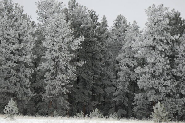 Frost and snow coat ponderosa pine trees near Colorado Highway 67. Frost and snow coat ponderosa pine trees near Colorado Highway 67.