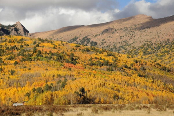 Golden aspen trees cover the north flank of Pikes Peak in autumn. Photograph by Brenna Swift. Golden aspen trees cover the north flank of Pikes Peak in autumn.