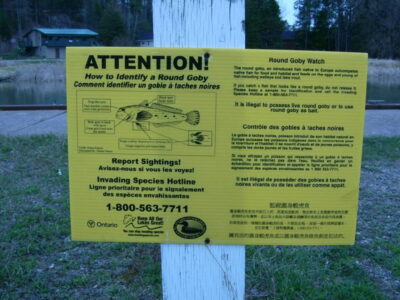 Round goby warning sign, Johnson Township, Ontario. Photo from Wikimedia Commons. A yellow sign affixed to a wooden pole reads: Attention! How to Identify a Round Goby, gives physical characteristics of the goby, and provides the Invading Species Hotline phone number.