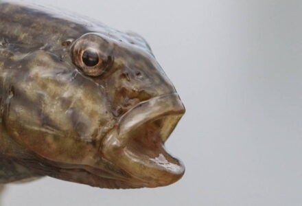 A round goby. Photo by Peter van der Sluijs, 2018. A close-up photograph of a light brown fish from the neck up, face and neck angled slightly toward the camera with eyes appearing to look directly out and a wide open mouth