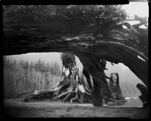Tomiko Jones. From Rattlesnake Lake, 2013. Platinotypes (from scanned 4x5 film negatives) 16x20 The camera's perspective is from the ground looking up through a fallen tree which arches across the top of the frame. Another tree stump is visible in the background.