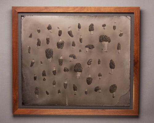 Eric Baillies."Morel study No. 2.," 2017. Tintype. 20x24 Several dozen morels fill the frame. They are of different shapes and sizes and are arranged in no particular order.