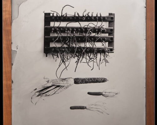 Eric Baillies. "Nov 9th," 2016. Tintype. 20x24 Photograph of a metal and wire device above three half-shucked ears of corn.