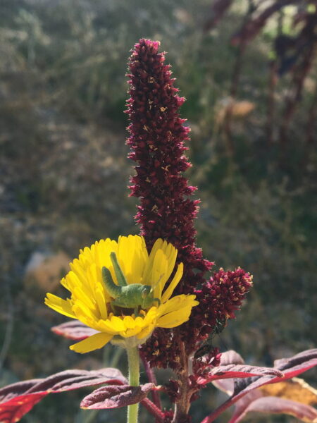Desert Marigold (Baileya multiradiata) and Hopi Red Dye Amaranth (Amaranthus cruentus) bloom in the author's garden behind the home they rented in Tucson, Arizona. Photo by author, 2019. yellow flower with a grasshopper and tall red flower
