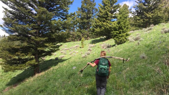 The author carries a crosscut saw up a hillside. Photo courtesy the author, 2021. Woman wearing a backpack and carrying a long piece of equipment up a hillside dotted with pine trees