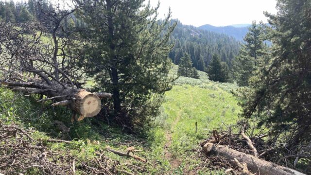U.S. Forest Service workers keep trails clear, such as by cutting fallen logs. Photo by the author, 2021. A fallen tree with a section cut out of the middle across a grassy hillside