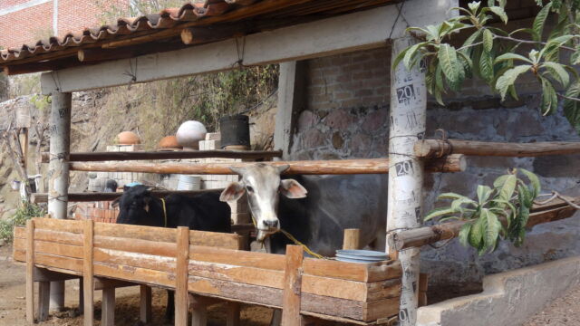 Livestock pen, Teotitlán del Valle. Because land is more limited in peri-urban landscapes, families who keep livestock often make use of pens. Here they can feed pigs, sheep, or cows without having to pasture them daily. Some households may have access either to communal land or property that they or their relatives own. If the land is nearby, they can drive their livestock to the food source. If it is too far, but still accessible, they might grow their own silage for feed, but keep fewer animals. Many households, however, do not have access to sufficient nearby land, and so keep only enough livestock in their courtyard or compound that they can afford to sustain with purchased feed. Two cows in a wooden pen next to a building