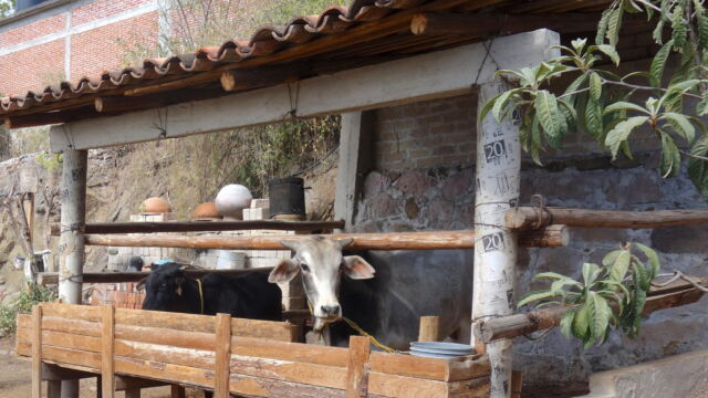 Livestock pen, Teotitlán del Valle. Because land is more limited in peri-urban landscapes, families who keep livestock often make use of pens. Here they can feed pigs, sheep, or cows without having to pasture them daily. Some households may have access either to communal land or property that they or their relatives own. If the land is nearby, they can drive their livestock to the food source. If it is too far, but still accessible, they might grow their own silage for feed, but keep fewer animals. Many households, however, do not have access to sufficient nearby land, and so keep only enough livestock in their courtyard or compound that they can afford to sustain with purchased feed. Two cows in a wooden pen next to a building