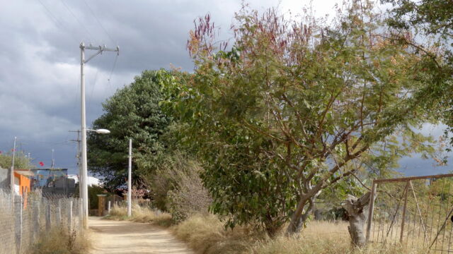 Street in San Antonio Arrazola. San Antonio Arrazola is a collection of houses, workshops, and small stores, all interspersed with patches of meadow and open fields. It is located within the greater municipality of Santa Cruz Xoxocotlán, just to the south of Oaxaca City on the lee slopes of Monte Alban. As in many of the peri-urban landscapes around Oaxaca, San Antonio Arrazola attracts a variety of animal species optimized for exploiting edge ecologies between stands of trees and semi-arid scrubland, including Coyote, White Tail Deer, Vultures, Eastern Spiny Lizards, and Lesser Roadrunners. A street lined with telephone poles, trees and meadows typical of the peri-urban landscape.