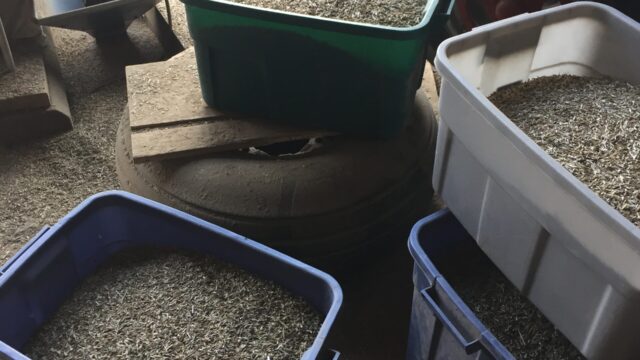 Fruits of the first Kernza harvest at the Sauk County ARK. Photo by the author, 2021. Plastic bins of grain on the floor of a barn