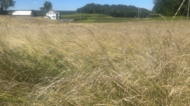Mature Kernza moments before harvesting at the Sauk County ARK. Photo by the author, 2022. beige grass in the foreground of an agricultural landscape
