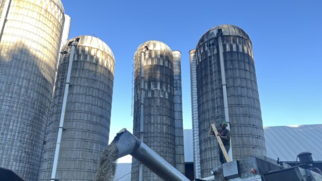 Transferring harvested Kernza from the combine to a gravity box at the Gasser farmstead. Photo by the author, 2022. Grain transferred to a large red container in front of silos