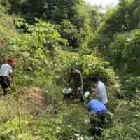 Tidying the Grave People in the woods weeding and clearing space so they have room for honoring their ancestors.